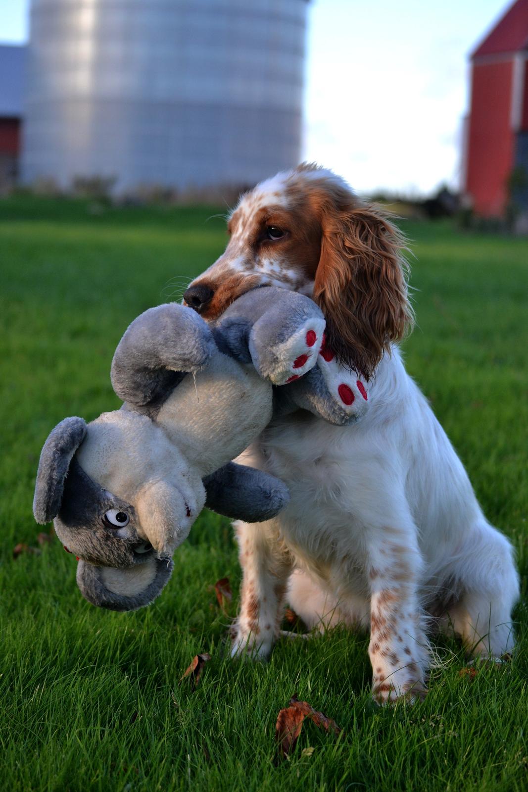 Cocker spaniel Althea billede 8