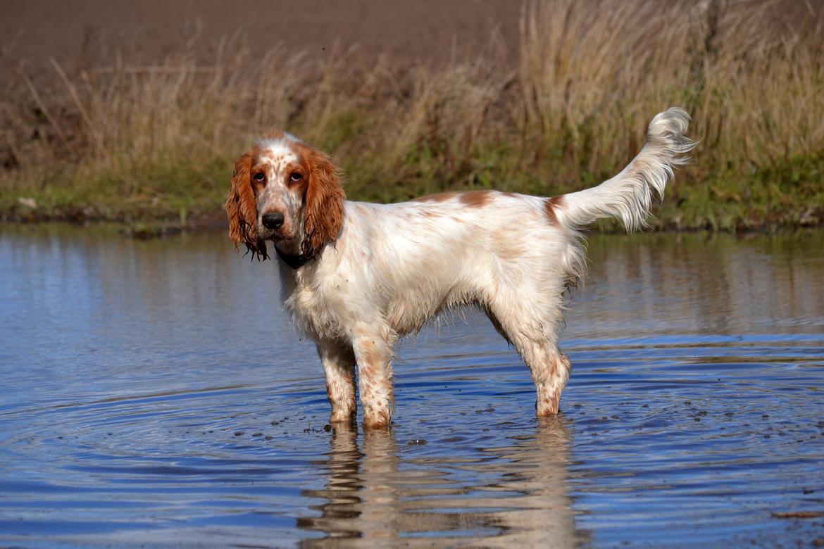 Cocker spaniel Althea billede 9