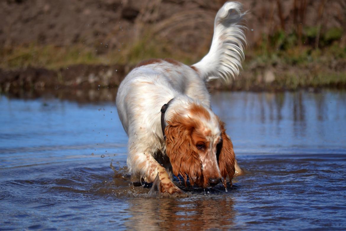 Cocker spaniel Althea billede 10