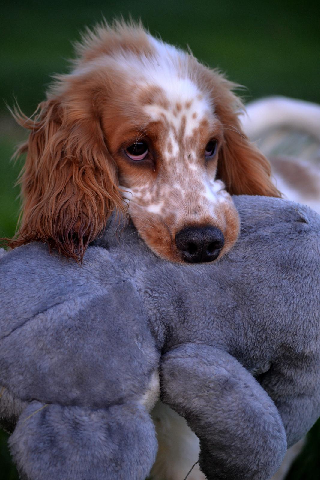 Cocker spaniel Althea billede 11