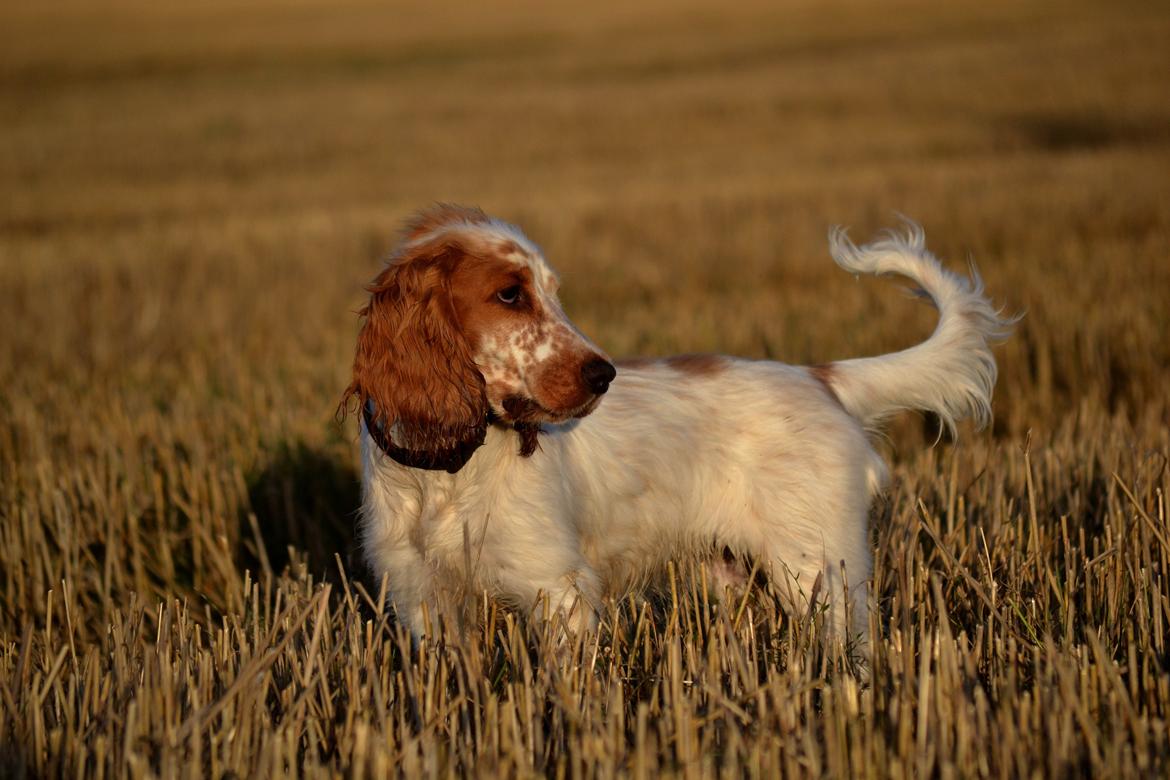 Cocker spaniel Althea billede 12