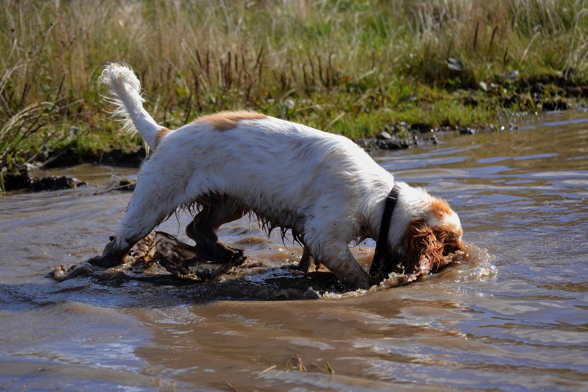 Cocker spaniel Althea billede 13