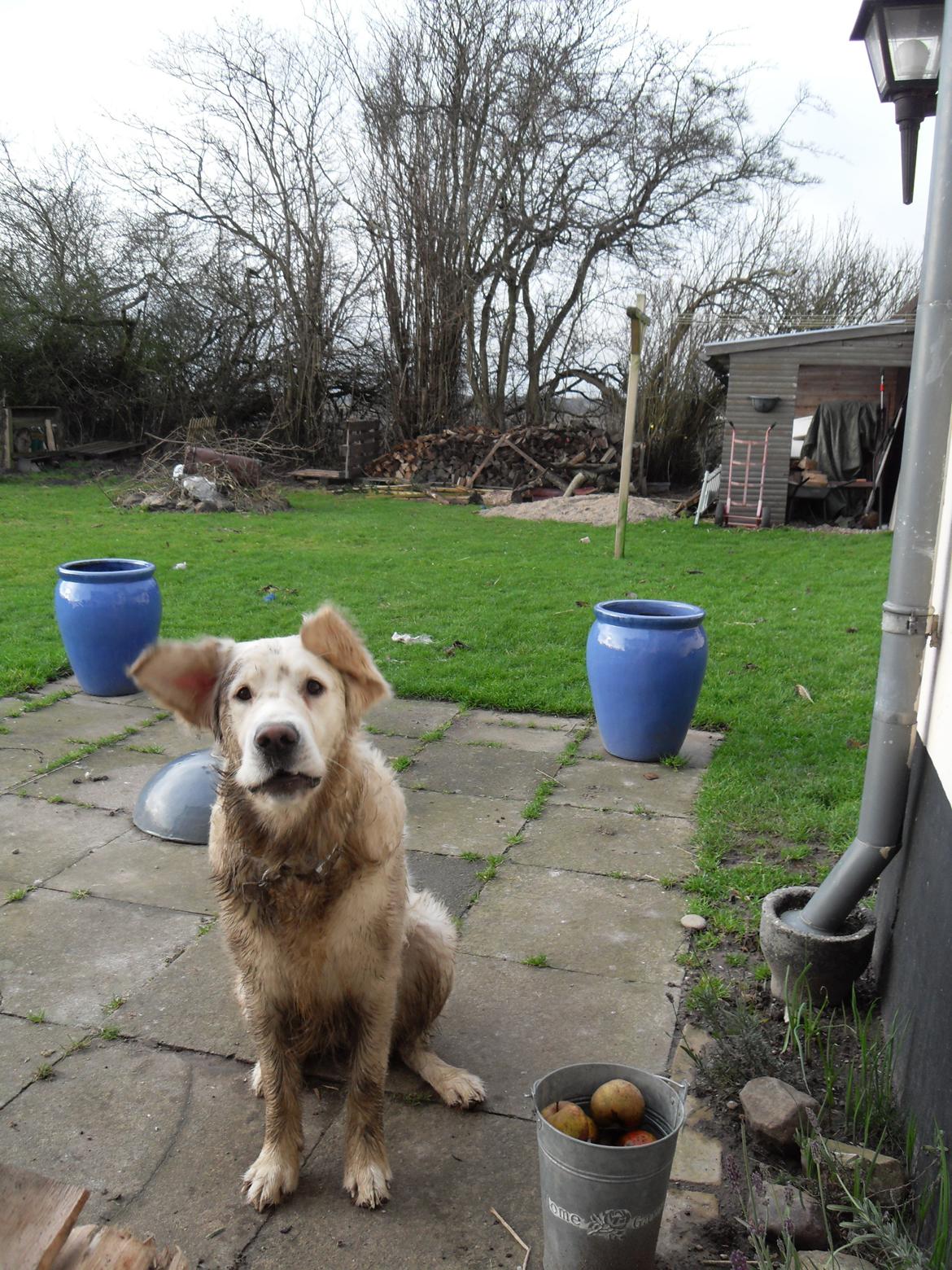 Golden retriever Joey - Du mener ikke jeg skal i bad mor ? billede 11