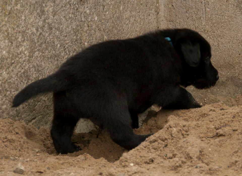 Labrador retriever Viktor (Himmelhund) billede 10