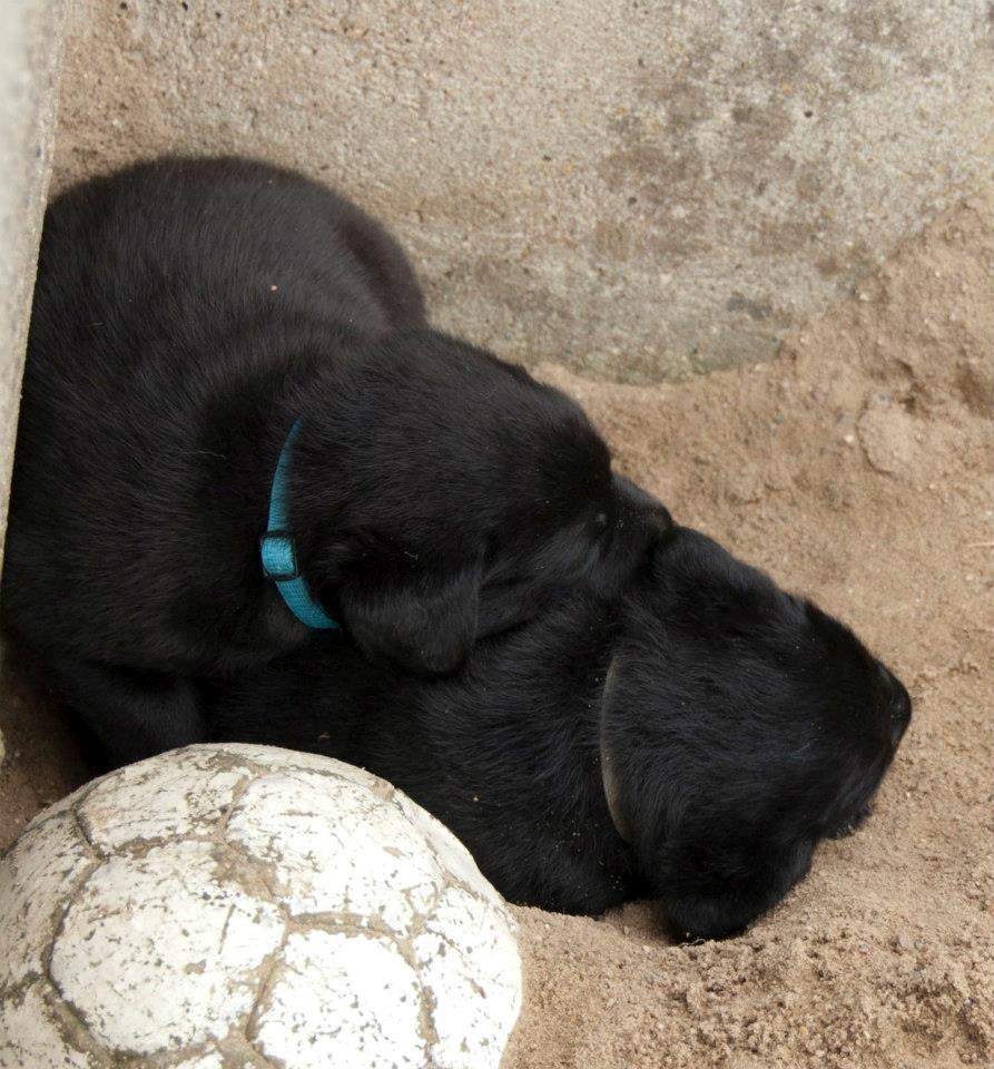 Labrador retriever Viktor (Himmelhund) billede 15