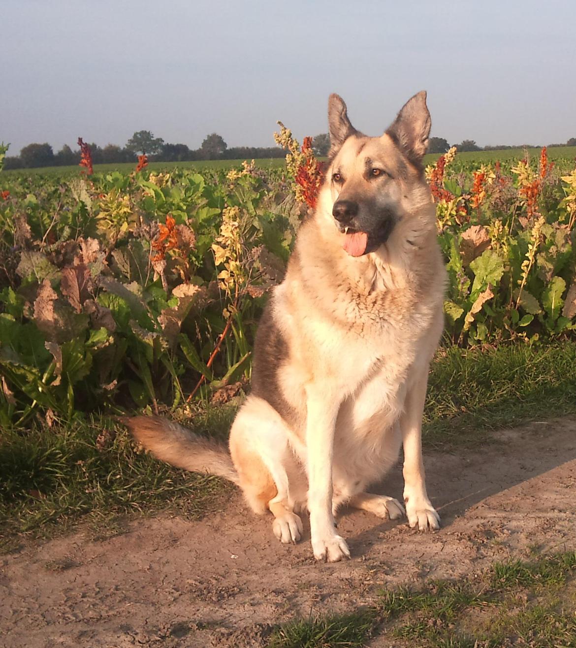 Schæferhund Yoda R.I.P billede 6