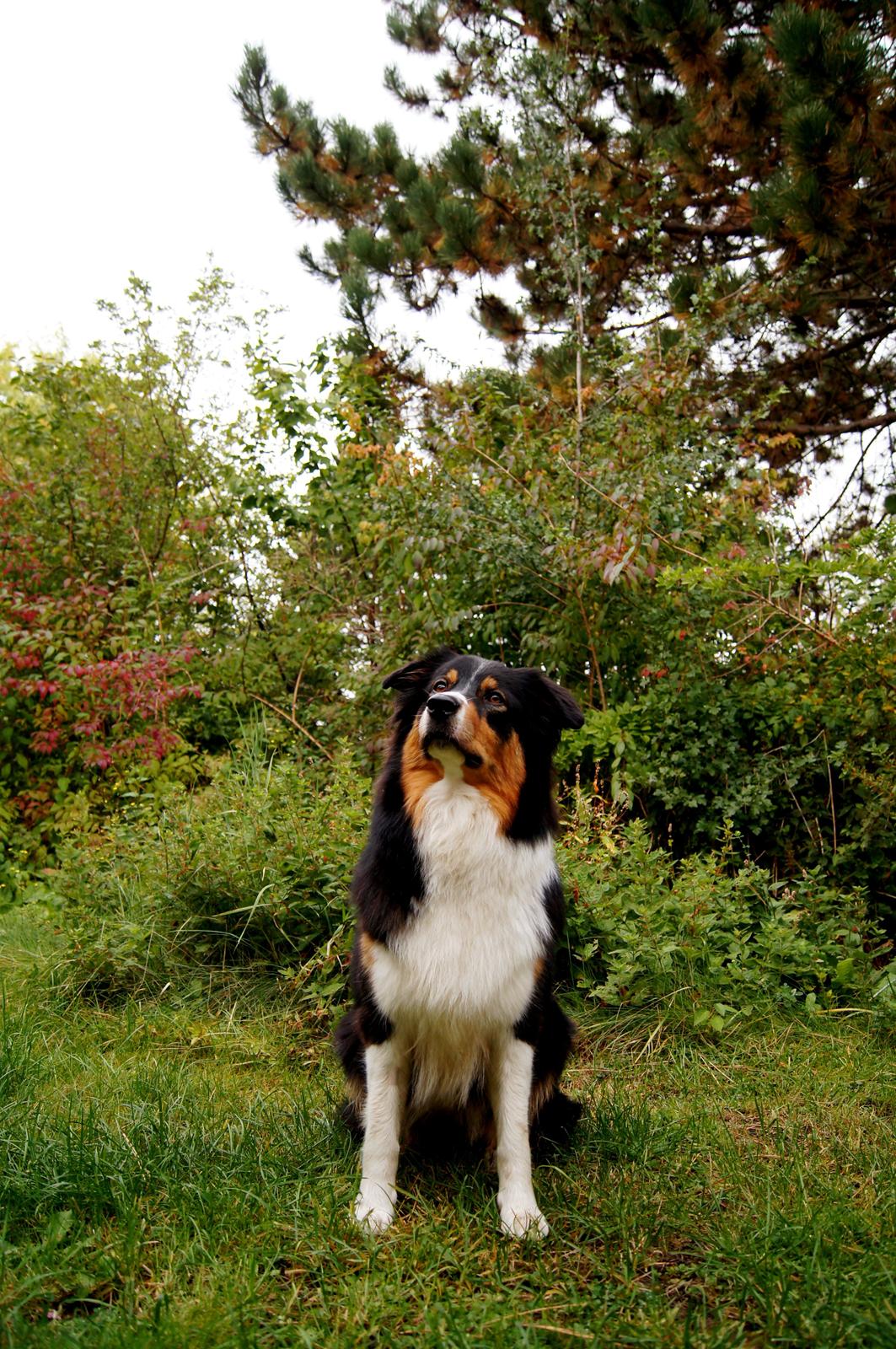 Australian shepherd Spinnrockens A Winter's Tale "Lyra" billede 1