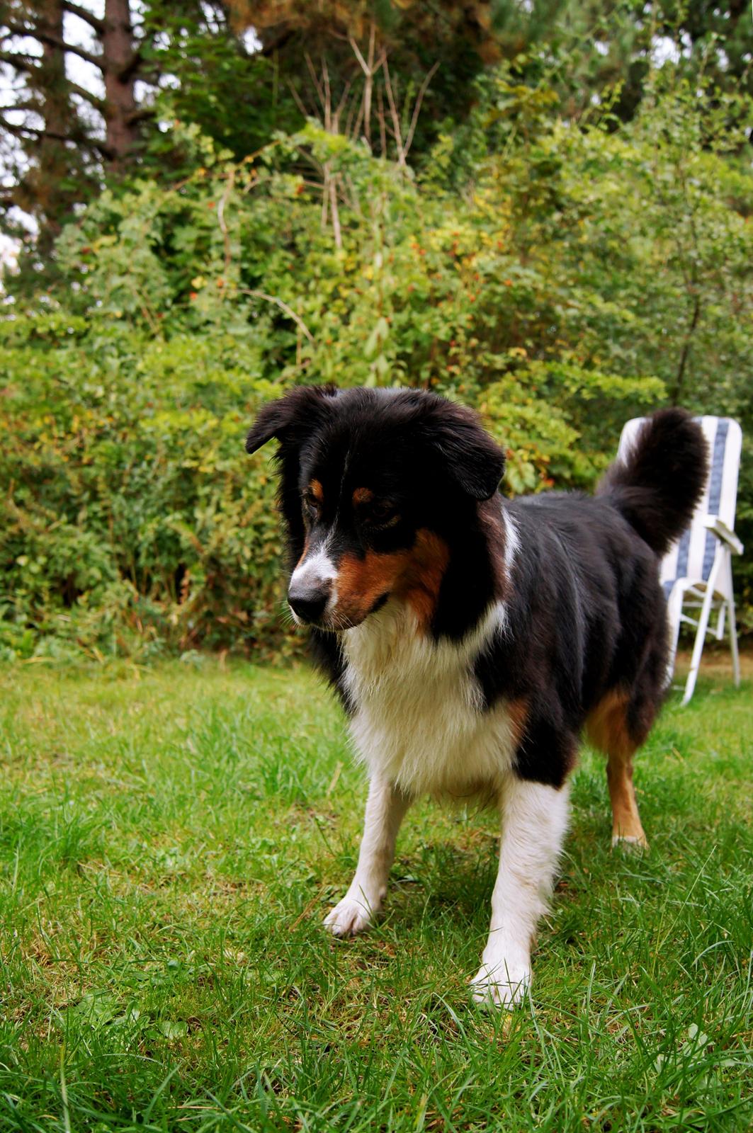 Australian shepherd Spinnrockens A Winter's Tale "Lyra" billede 2