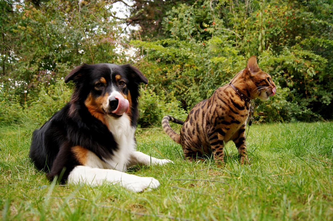 Australian shepherd Spinnrockens A Winter's Tale "Lyra" billede 3