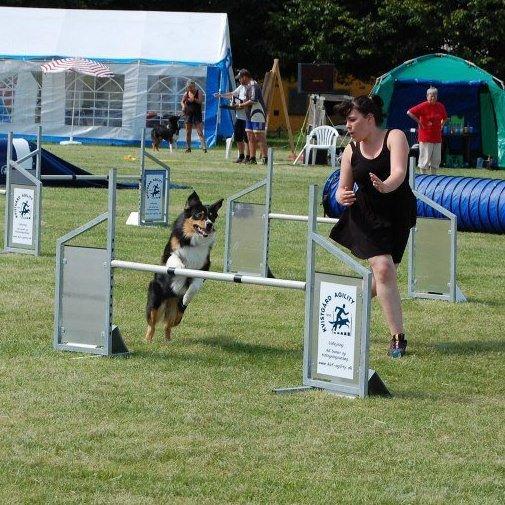 Australian shepherd Spinnrockens A Winter's Tale "Lyra" billede 4