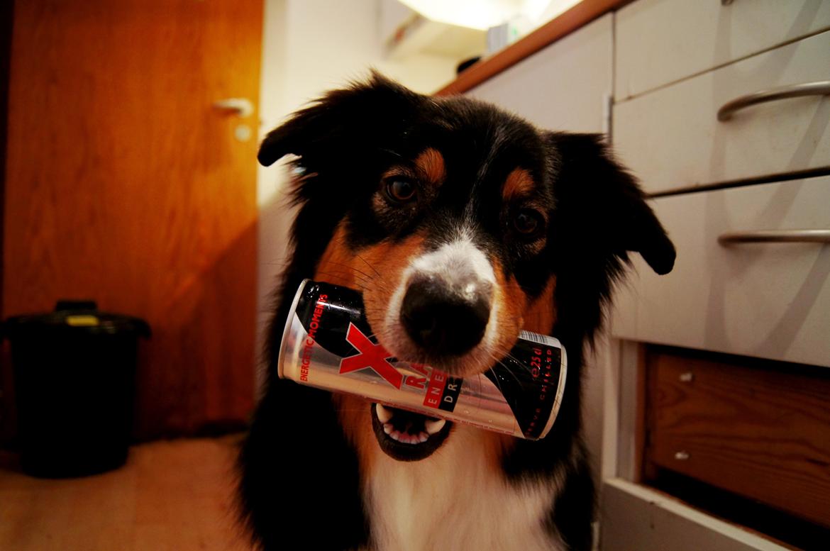 Australian shepherd Spinnrockens A Winter's Tale "Lyra" billede 5