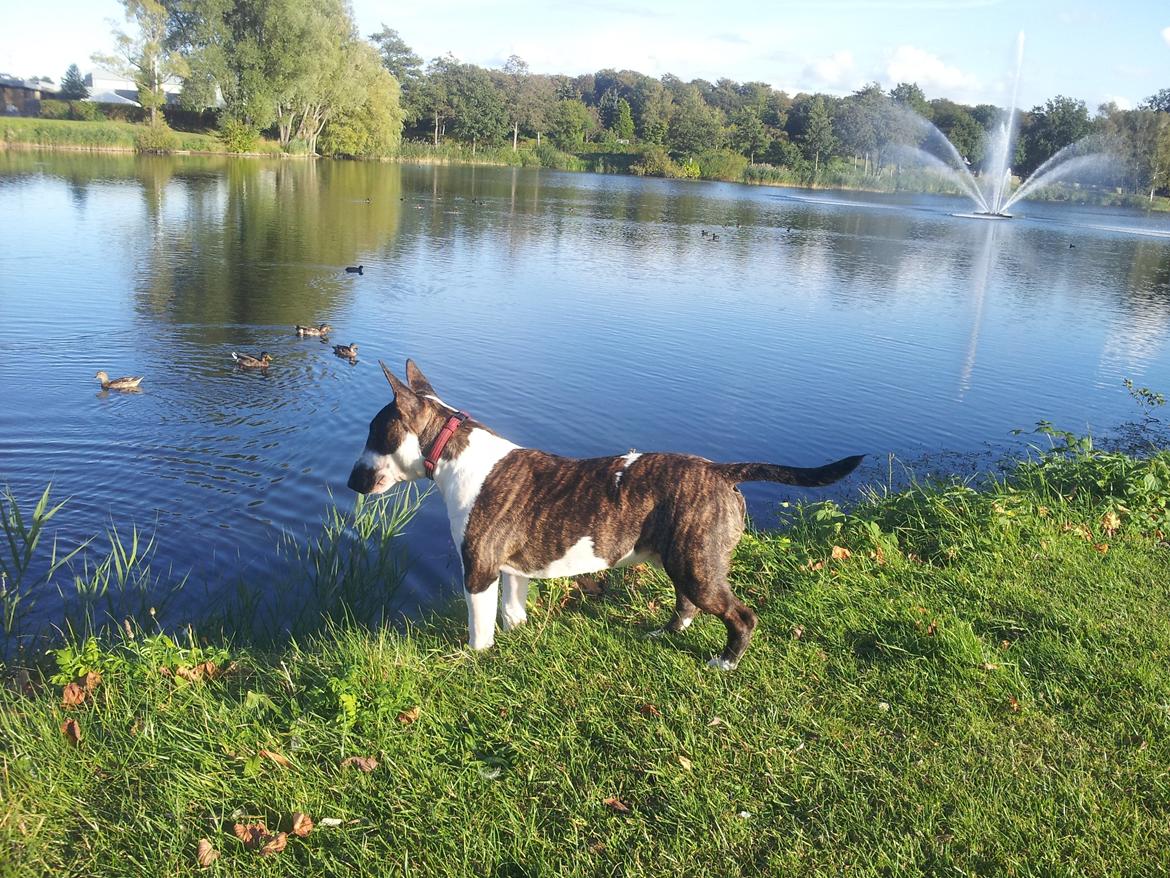 Bullterrier miniature Kenzo - Kenzo 8 mdr. billede 7