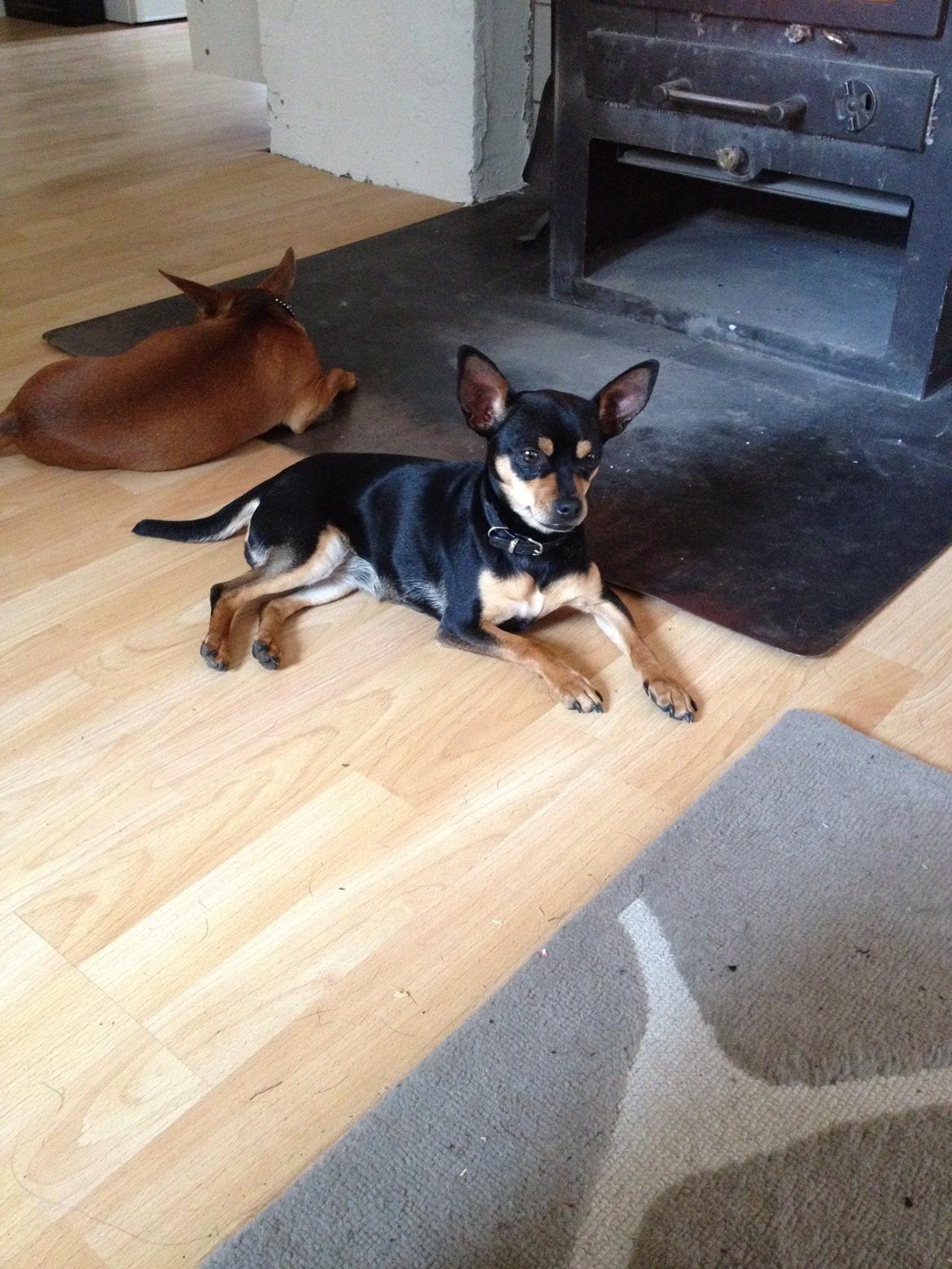 Blanding af racer Barbie/Baby Mors pige billede 1