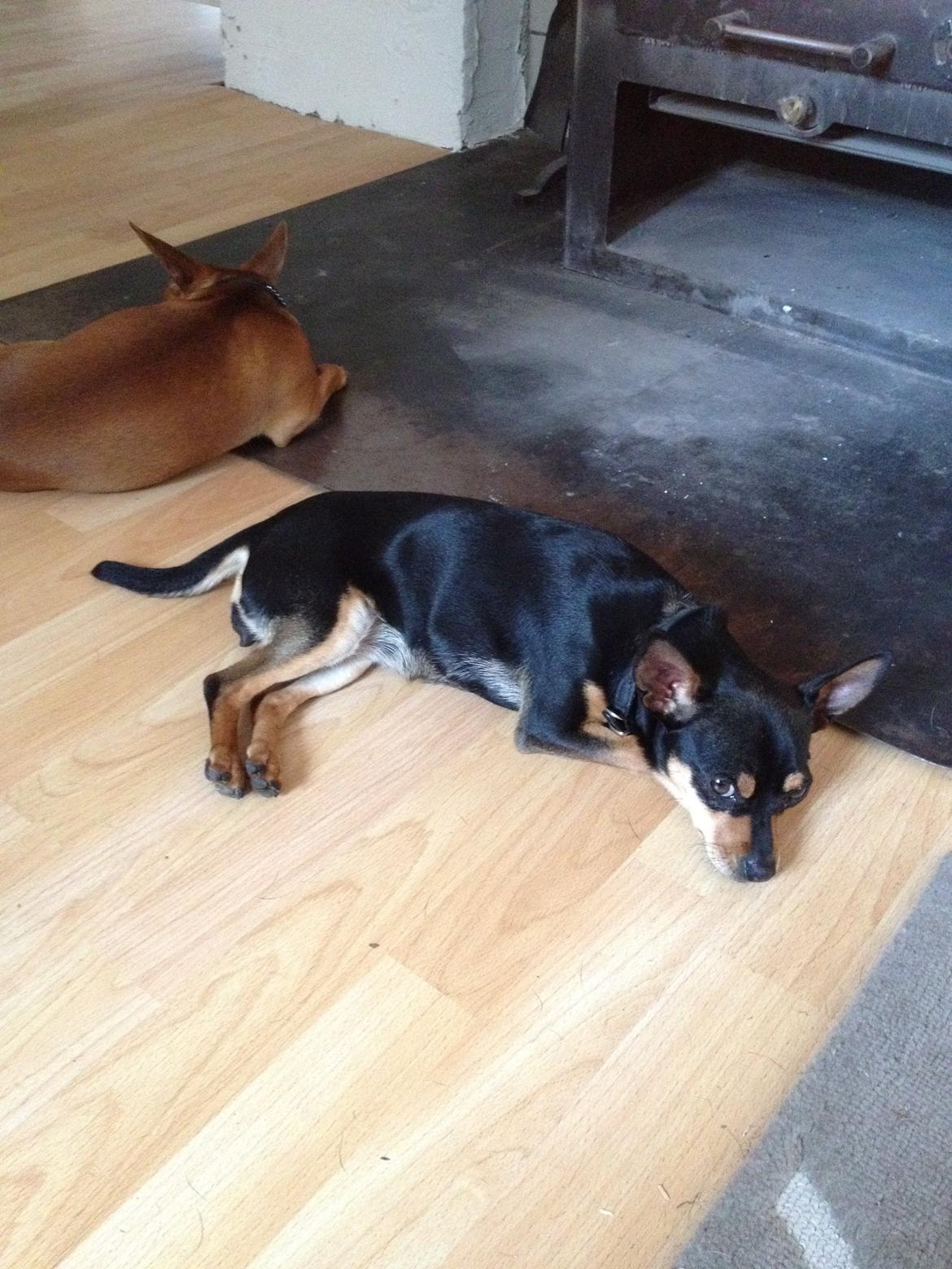 Blanding af racer Barbie/Baby Mors pige billede 2