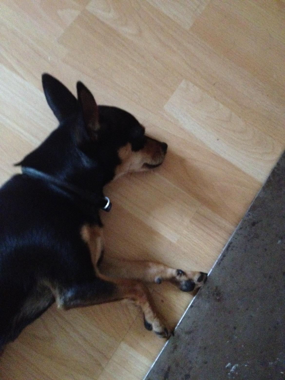 Blanding af racer Barbie/Baby Mors pige billede 4