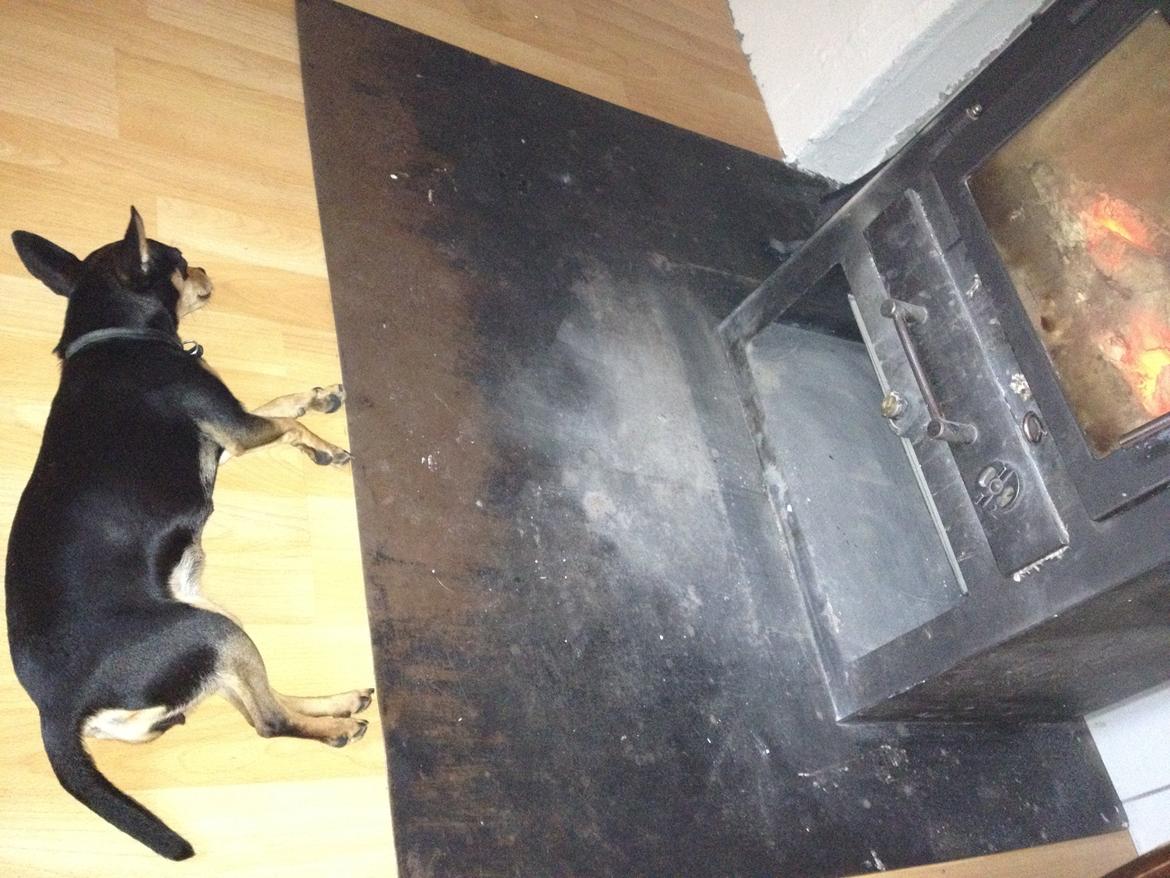 Blanding af racer Barbie/Baby Mors pige billede 6