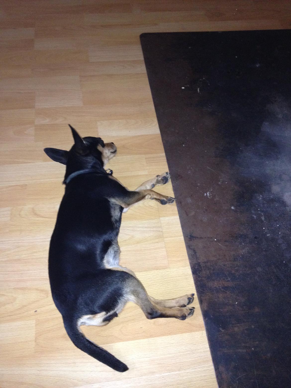 Blanding af racer Barbie/Baby Mors pige billede 7