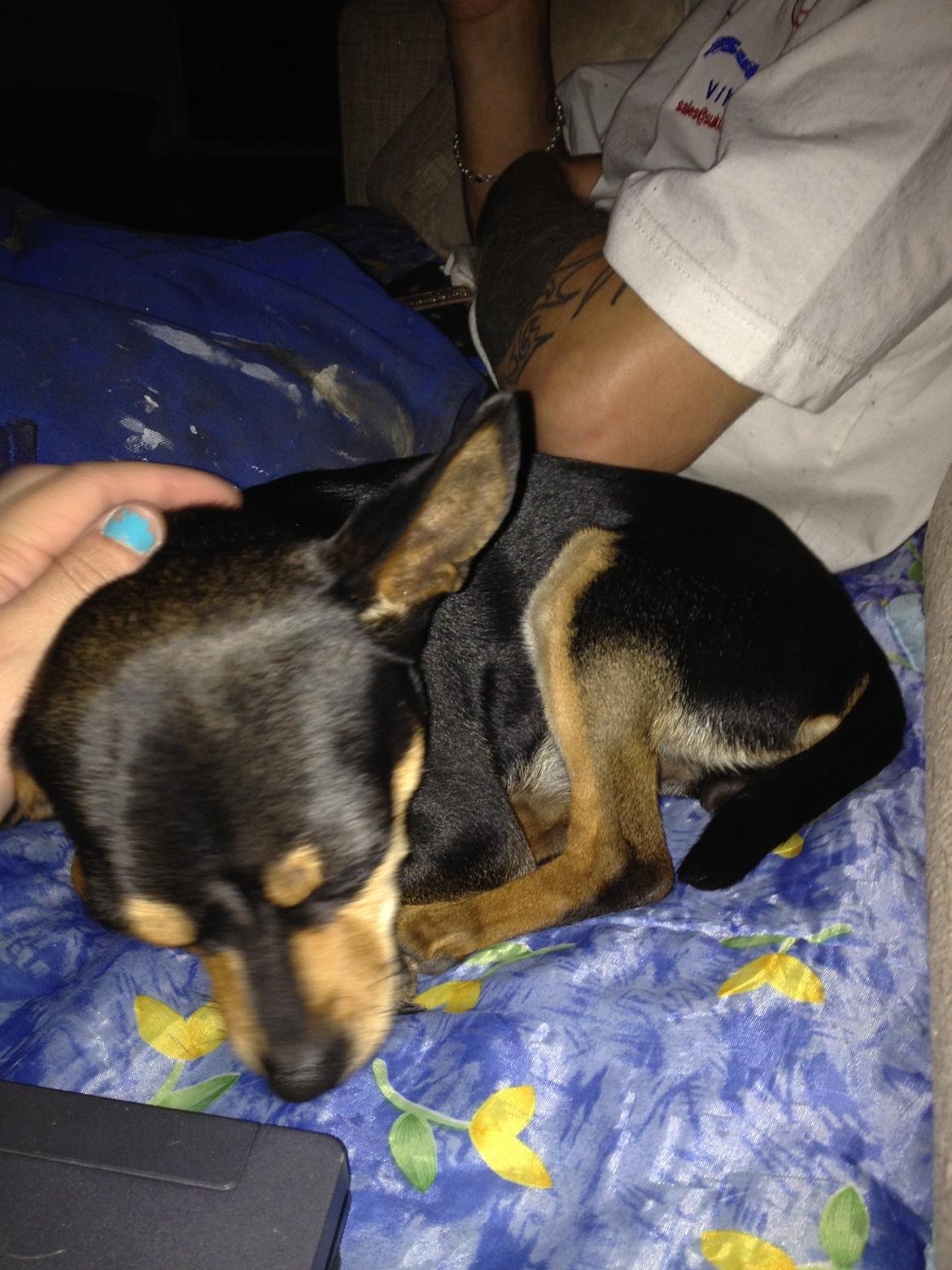 Blanding af racer Barbie/Baby Mors pige billede 8