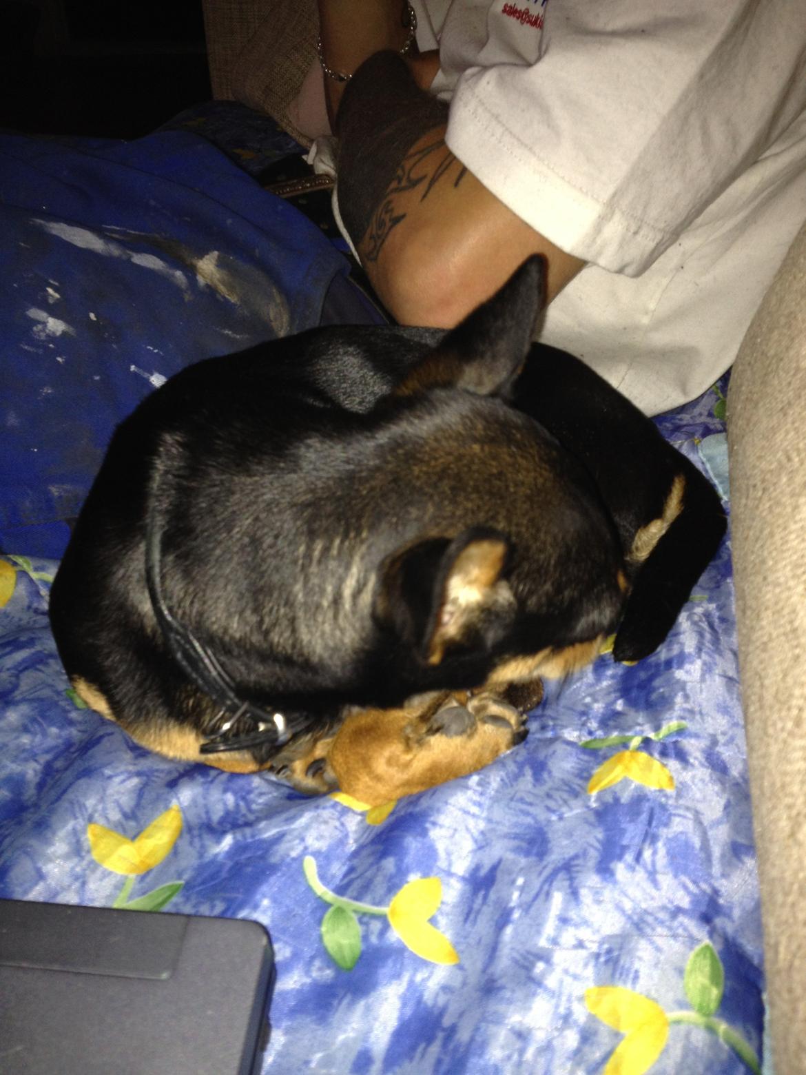 Blanding af racer Barbie/Baby Mors pige billede 9