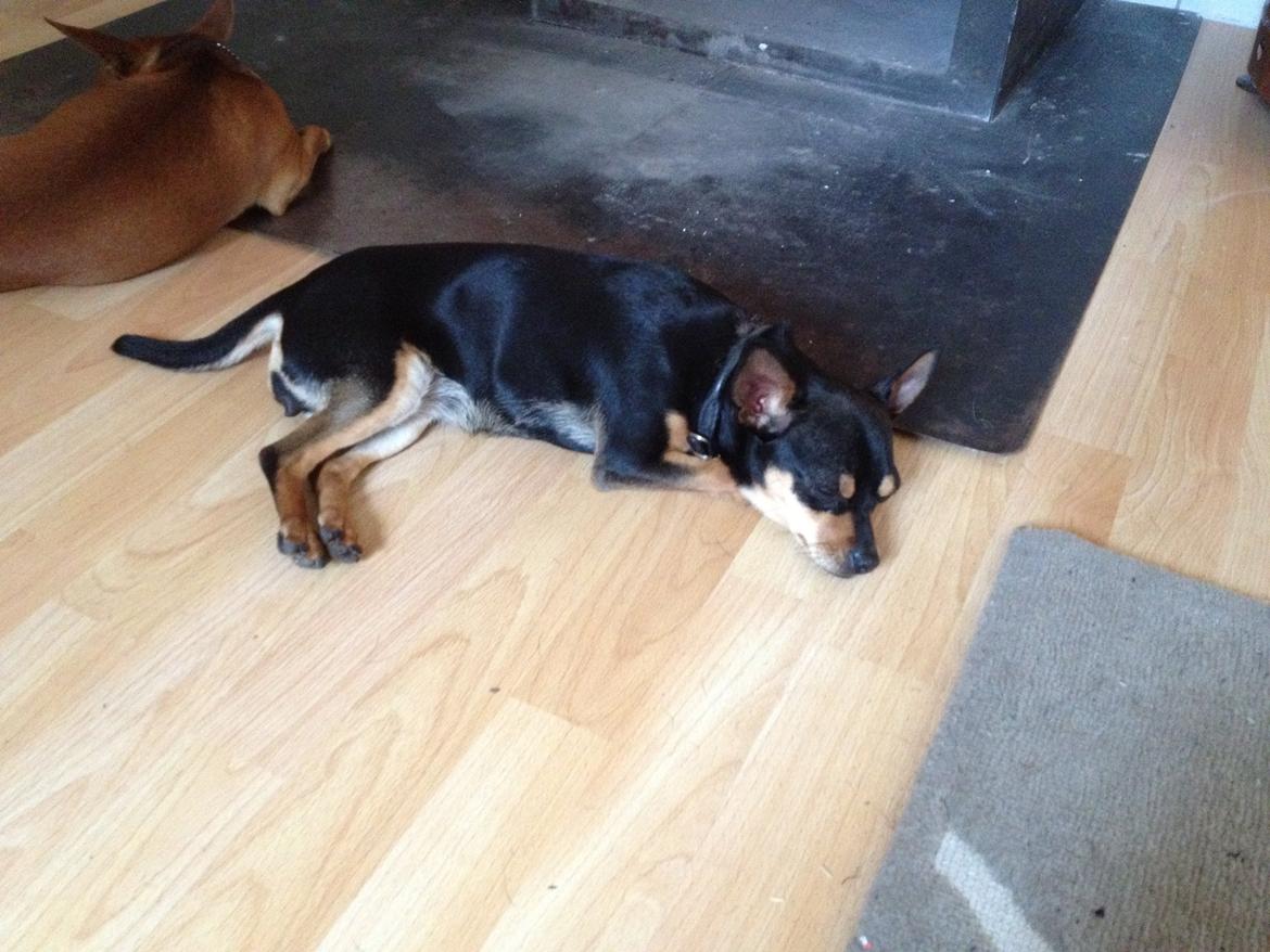 Blanding af racer Barbie/Baby Mors pige billede 10