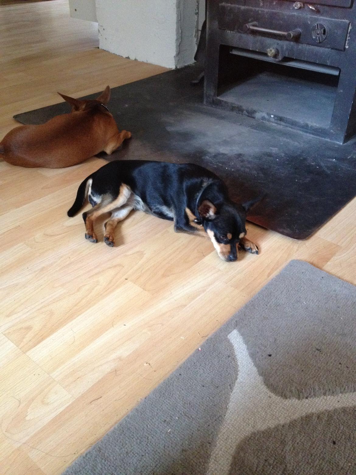 Blanding af racer Barbie/Baby Mors pige billede 11