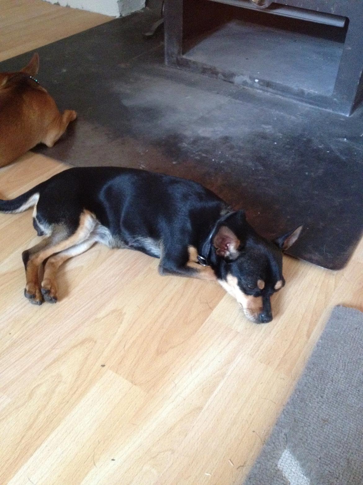 Blanding af racer Barbie/Baby Mors pige billede 12