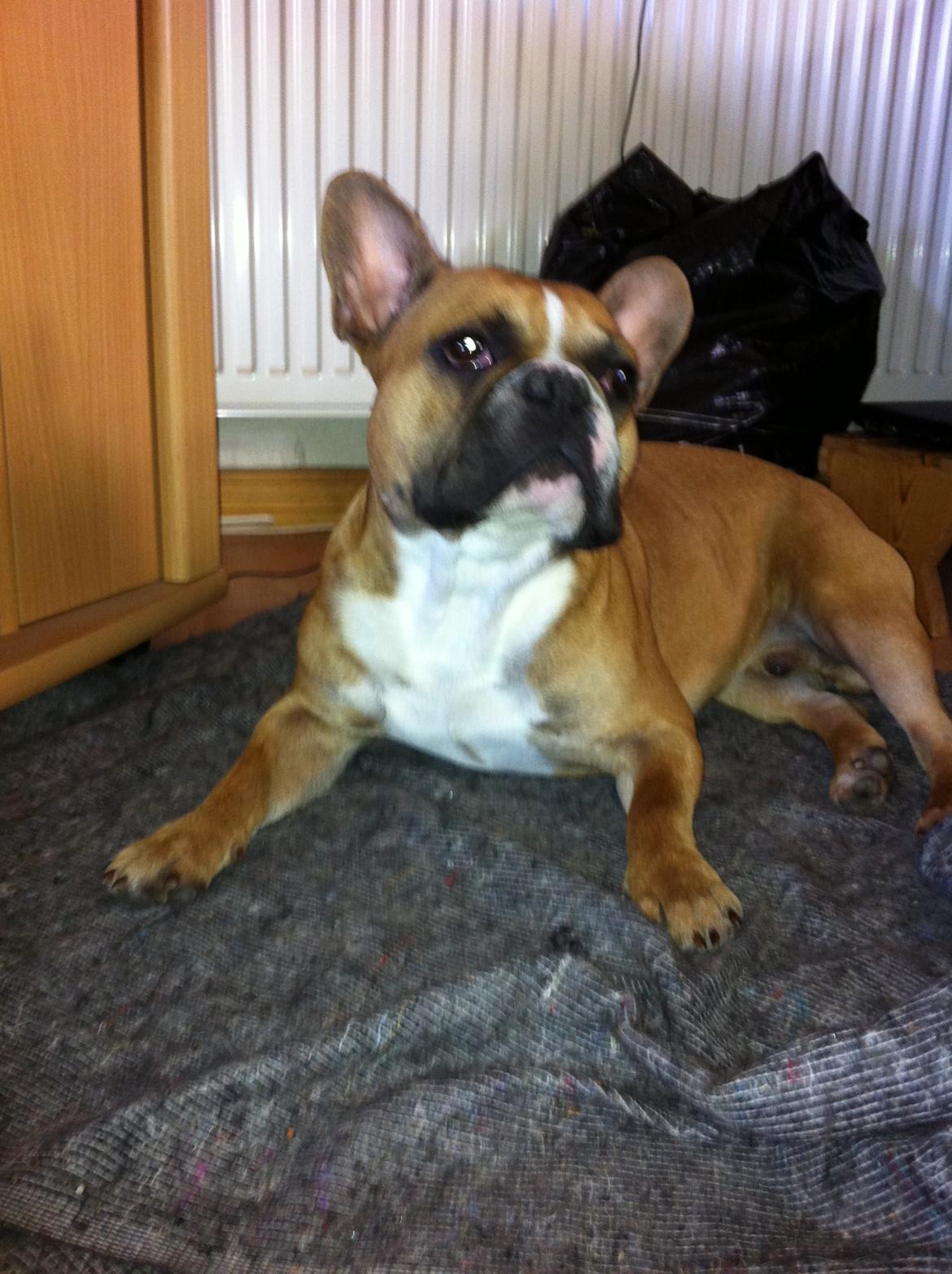 Fransk bulldog Kato billede 15