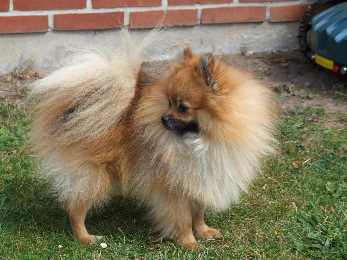 Pomeranian Rost Hugo ( Luris ) billede 4