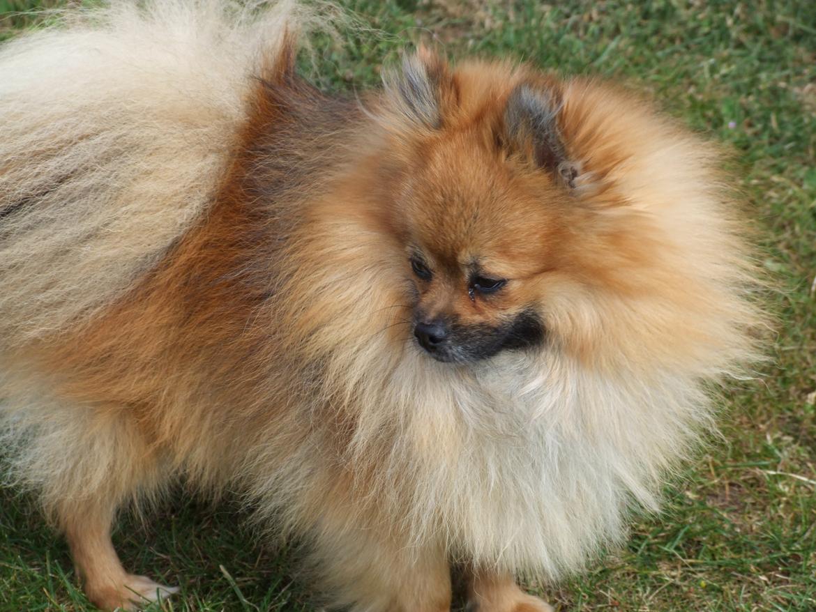 Pomeranian Rost Hugo ( Luris ) billede 5