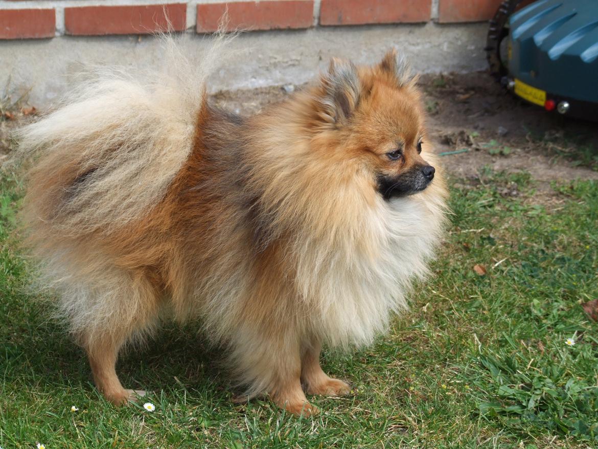 Pomeranian Rost Hugo ( Luris ) billede 6