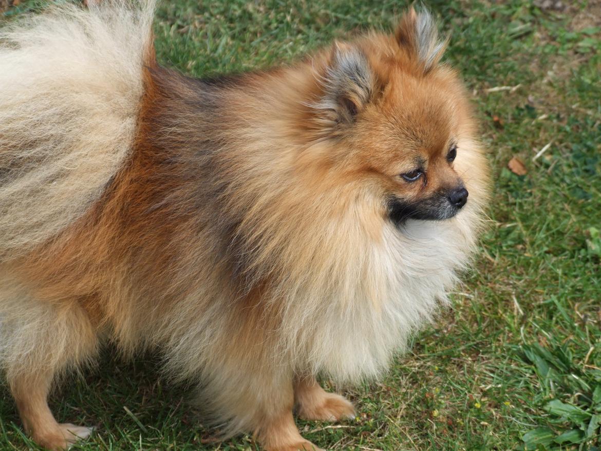 Pomeranian Rost Hugo ( Luris ) billede 7
