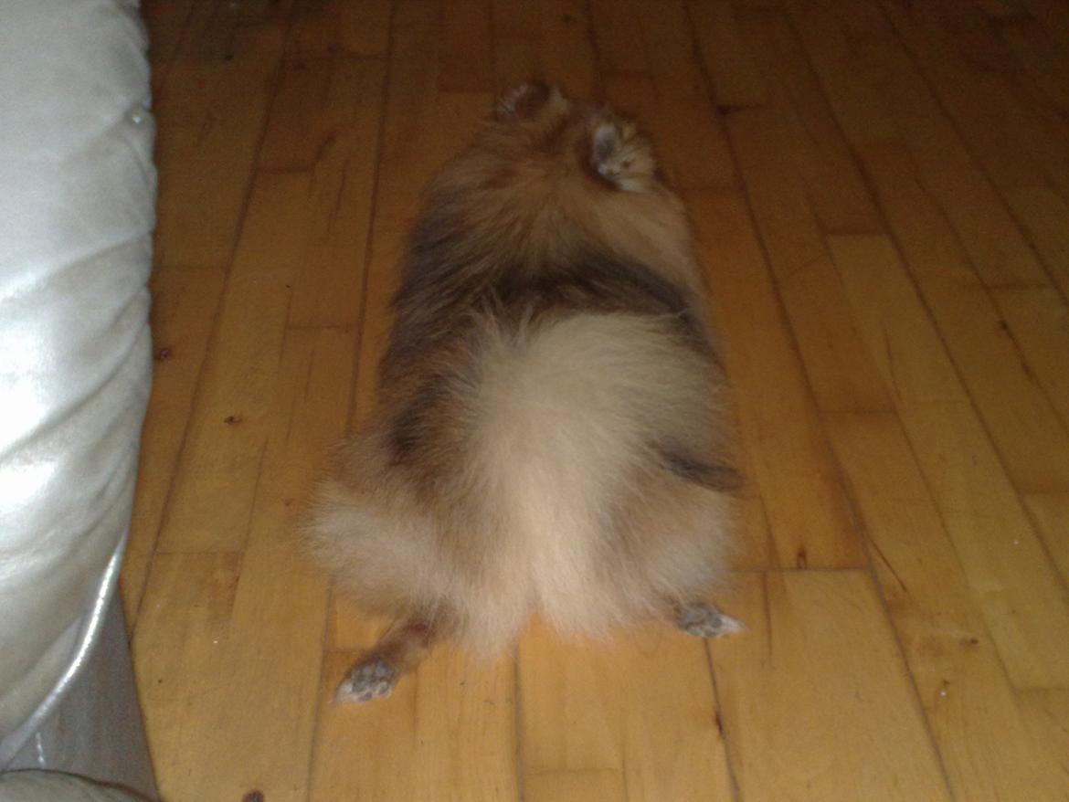 Pomeranian Rost Hugo ( Luris ) billede 8