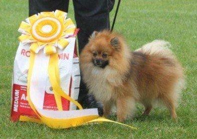 Pomeranian Rost Hugo ( Luris ) - Den 15-09-2012 i Jyderup fik han 1Pr Cac + Bis 3 billede 1