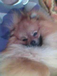 Pomeranian Rost Hugo ( Luris ) billede 9