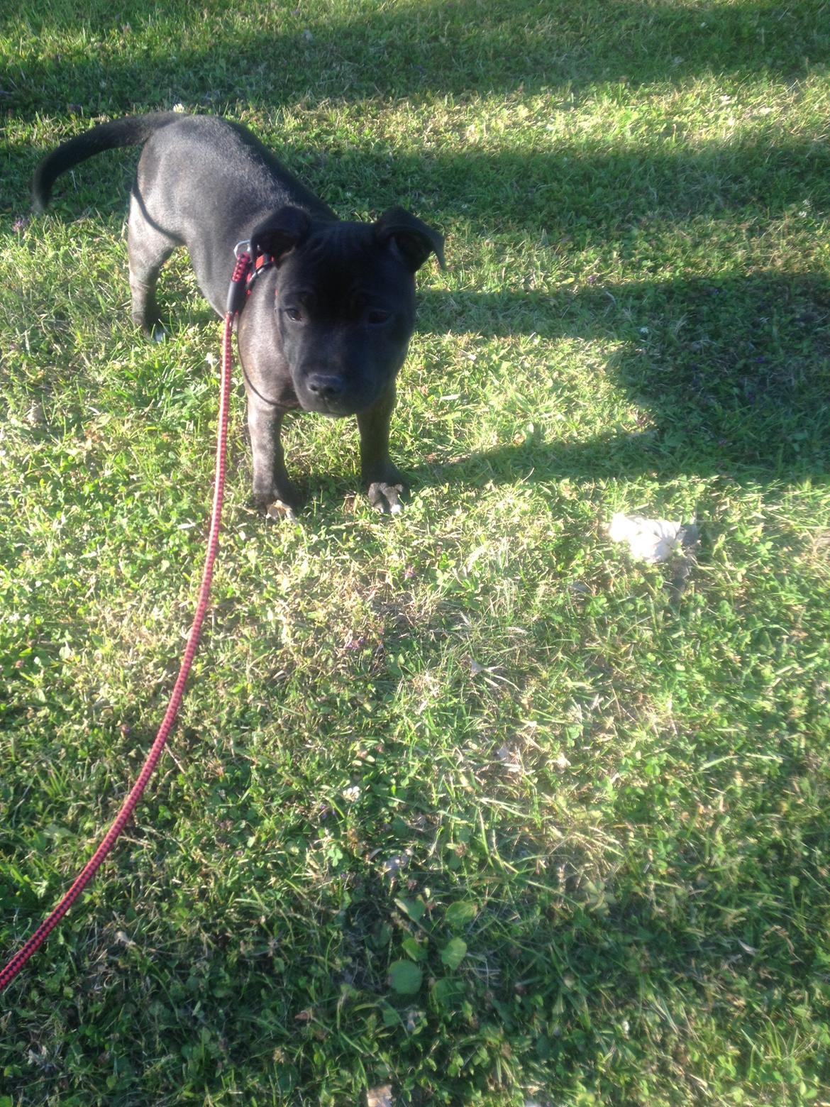 Staffordshire bull terrier Micka billede 7