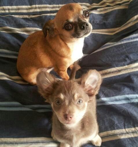 Chihuahua Juvels N°5 Aka. Jessie billede 14