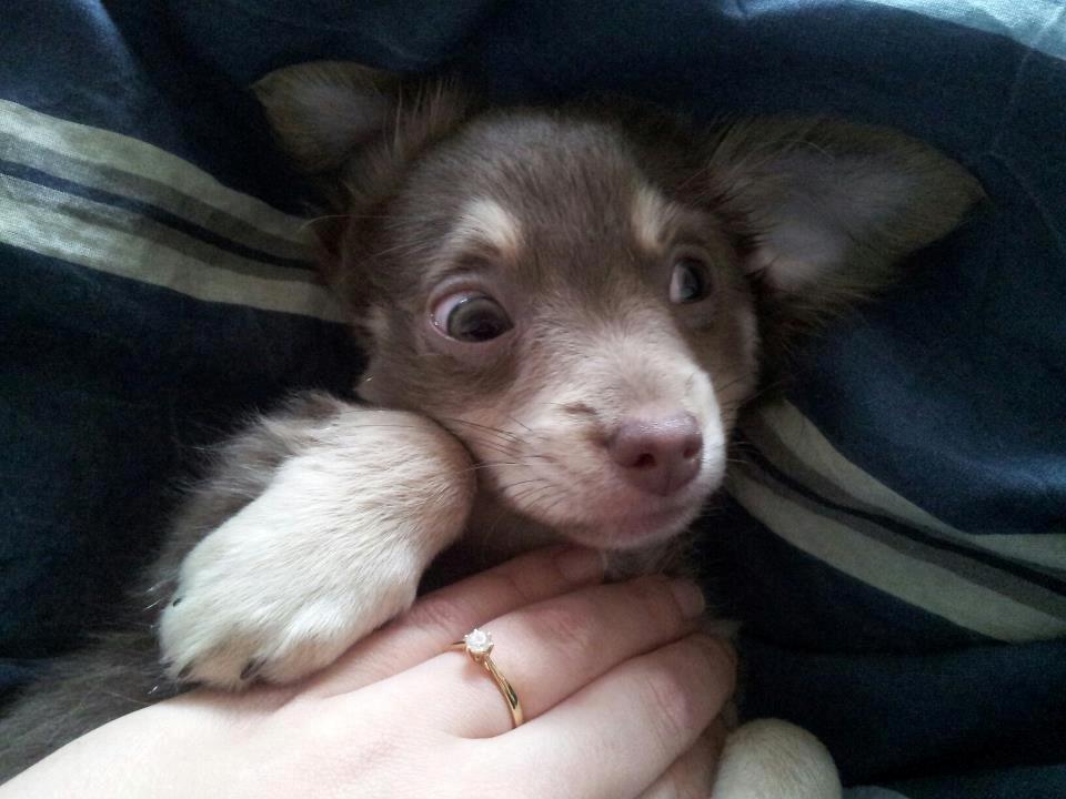 Chihuahua Juvels N°5 Aka. Jessie billede 15