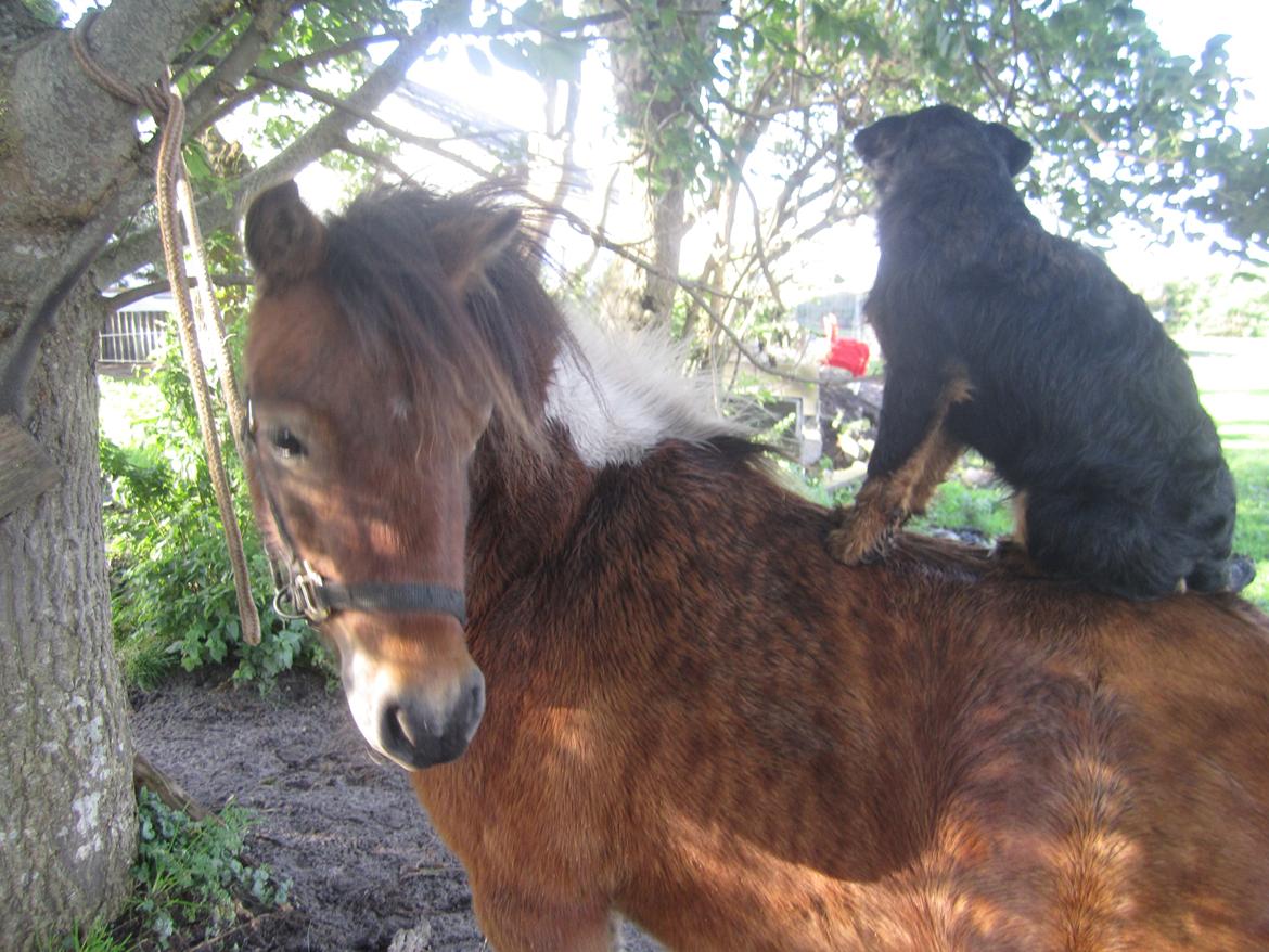 Tysk jagtterrier Buller<3 Farvel min ven <3 billede 20