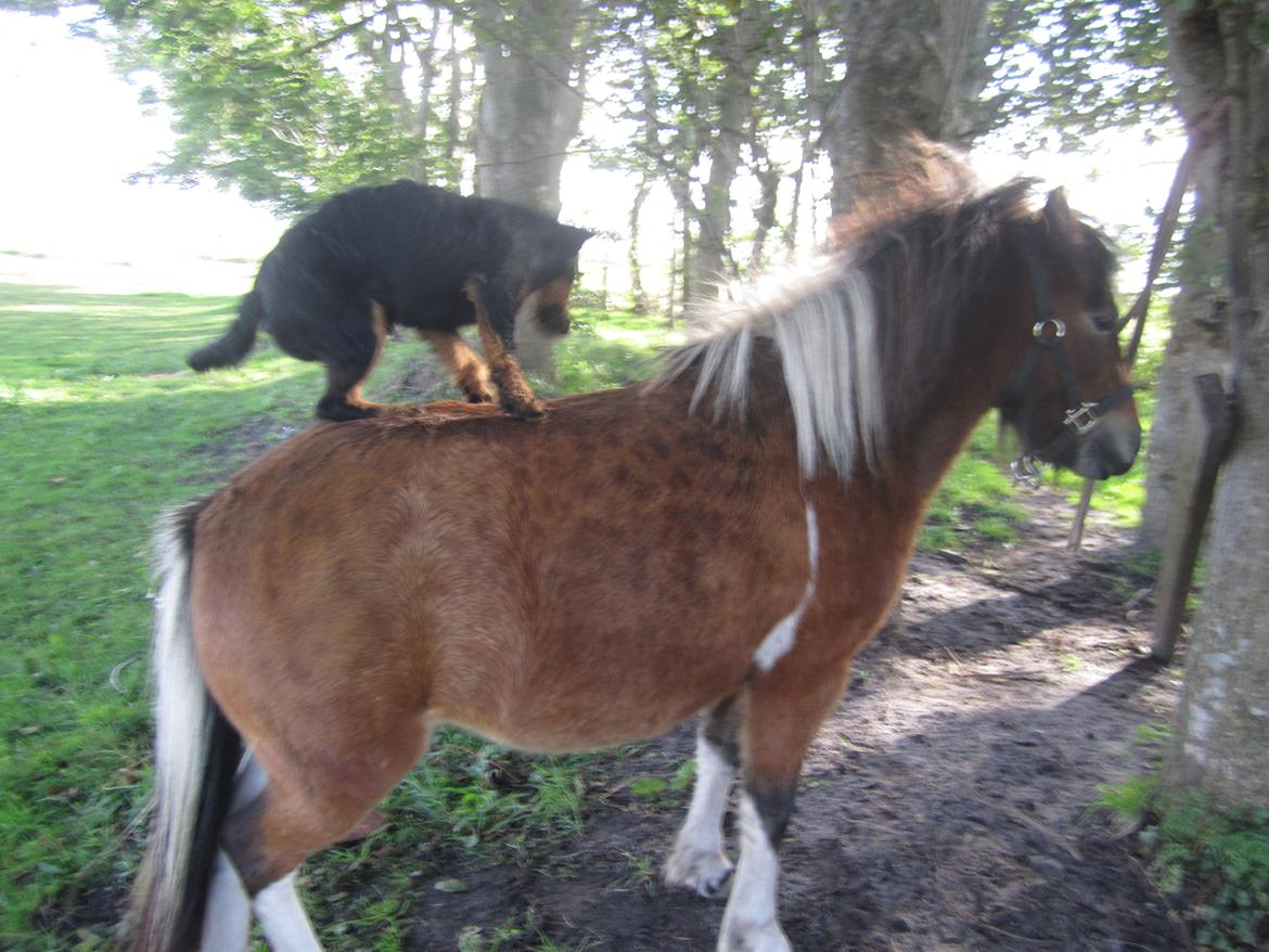 Tysk jagtterrier Buller<3 Farvel min ven <3 - min bold den skal ik lig der billede 7
