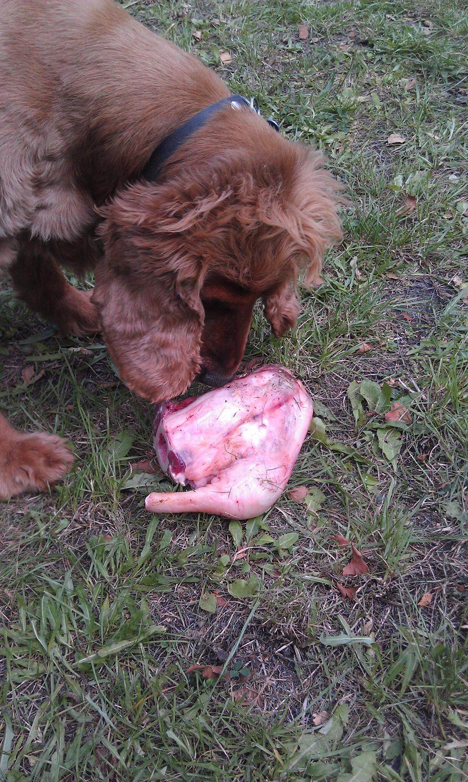 Cocker spaniel BAMSE :) HIMMELHUND ! :'( - MH - GRISEBEN ! :-)  billede 10