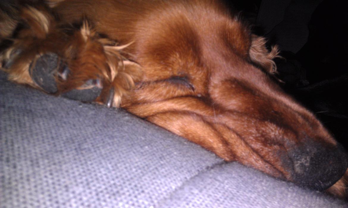 Cocker spaniel BAMSE :) HIMMELHUND ! :'( - KAN IKKE FORSTÅR, HVORFOR DE KALDER MIG RYNKE :-)  billede 11