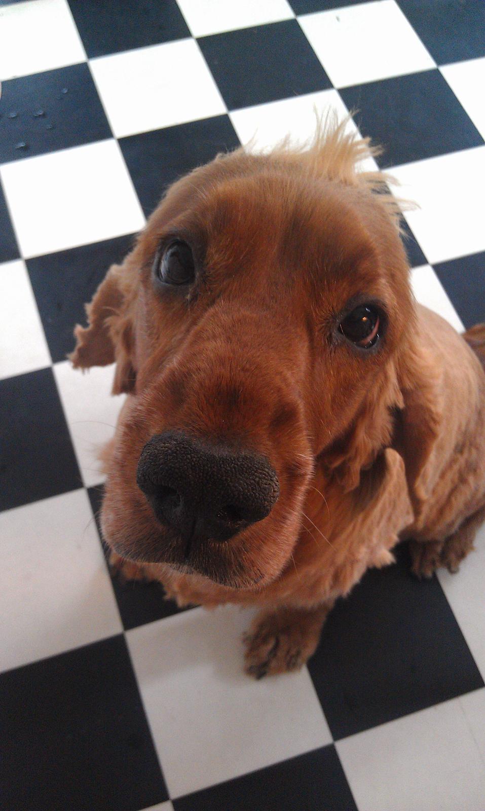 Cocker spaniel BAMSE :) HIMMELHUND ! :'( - BILLEDE AF NYKLIPPET MIG, PÅ MIN 7 ÅRS FØDSELSDAG ! billede 2