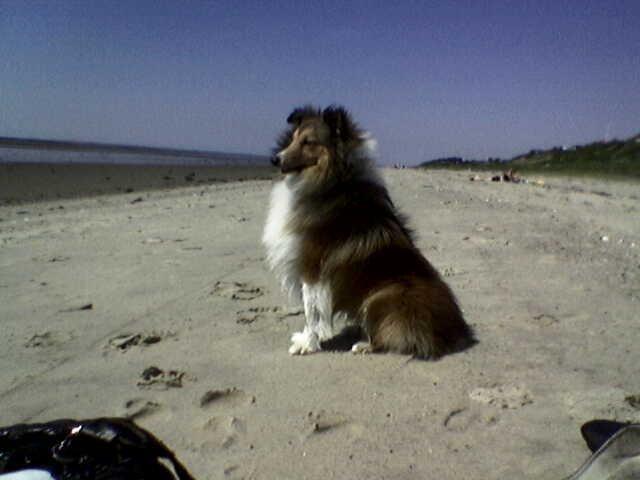 Shetland sheepdog Nicki billede 1