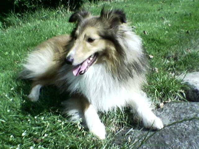 Shetland sheepdog Nicki billede 2