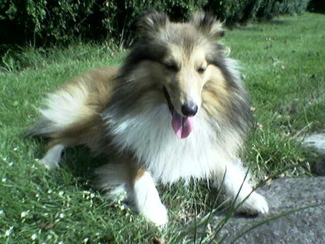 Shetland sheepdog Nicki billede 3