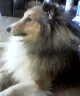 Shetland sheepdog Nicki billede 4
