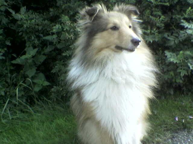 Shetland sheepdog Nicki billede 5