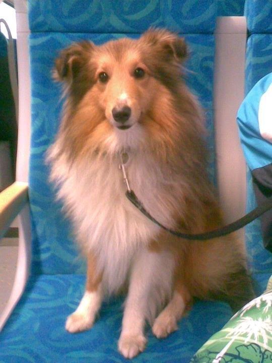 Shetland sheepdog Nicki billede 6