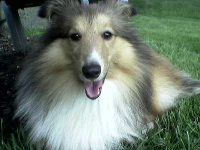 Shetland sheepdog Nicki billede 7