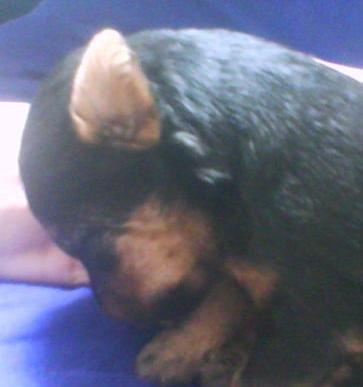 Welsh terrier Chita - Hun er nu sød som hvalp. :) billede 5